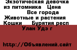 Экзотическая девочка из питомника › Цена ­ 25 000 - Все города Животные и растения » Кошки   . Бурятия респ.,Улан-Удэ г.